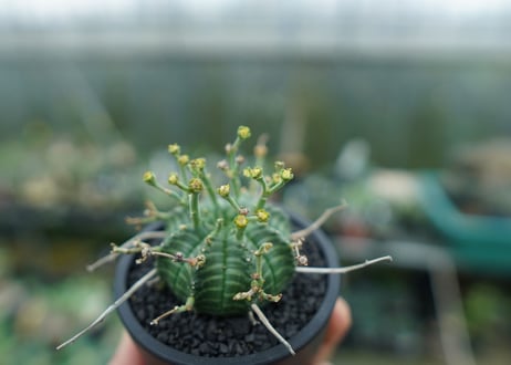 ユーフォルビア　バリダ　Euphorbia valida　No.1
