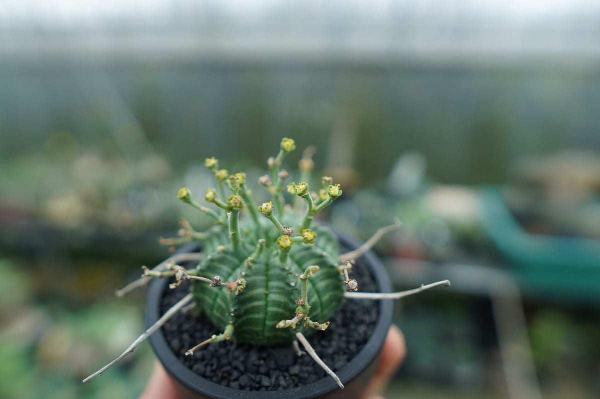 ユーフォルビア バリダ Euphorbia valida No.1 | mana's farm