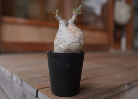 パキポディウム　グラキリス　 Pachypodium Gracilius