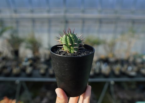 ユーフォルビア　フェロックス　Euphorbia ferox