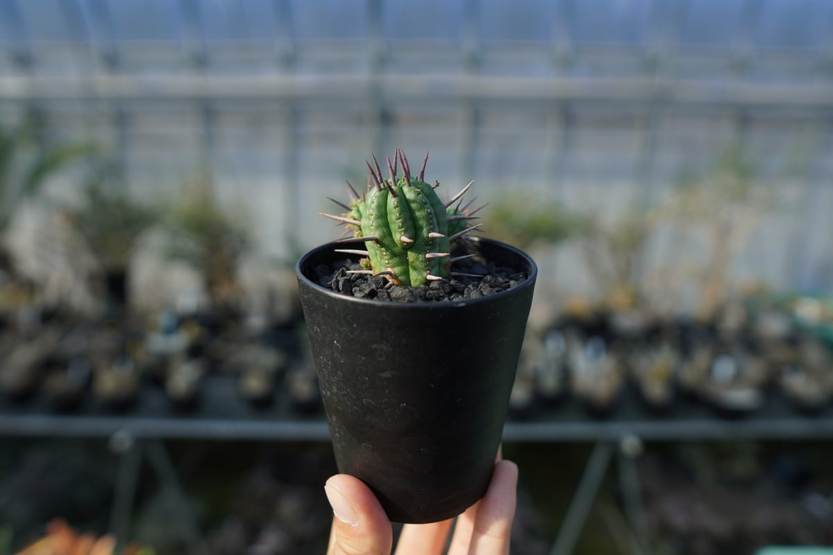 ユーフォルビア フェロックス Euphorbia ferox | mana's farm:塊根