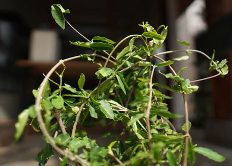 フォッケア　エデュリス　火星人　Fockea edulis