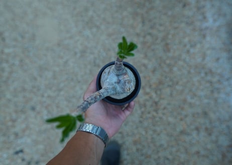 【未発根】パキポディウム　グラキリス　 Pachypodium Gracilius  No.10