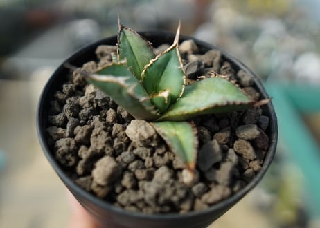 カキコアガベ　チタノタ　FO-76　agave titanota  FO-76　No.2