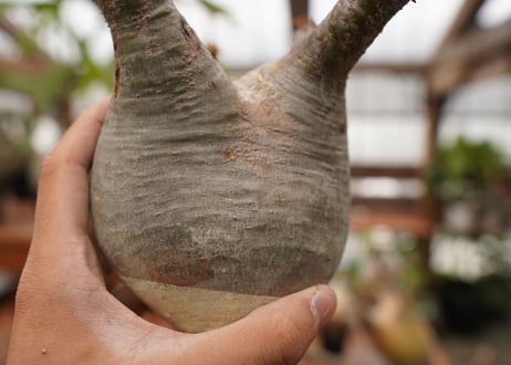 パキポディウム　グラキリス　Pachypodium gracilius　抜き苗　№112