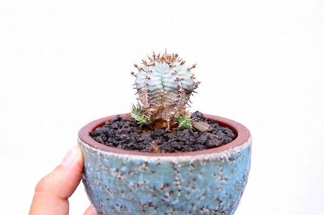 ユーフォルビア 白衣ホリダ | mana's farm:塊根植物・アガベ・ドライ