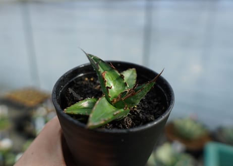 アガベ　オテロイ　agave oteroi　No.3