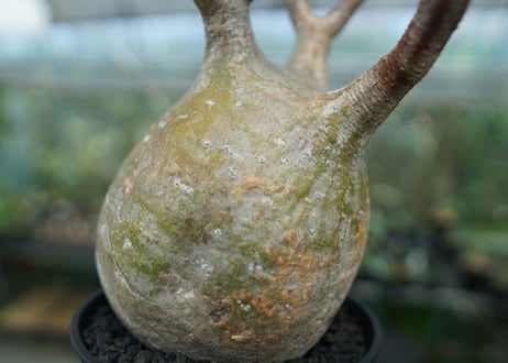 パキポディウム　グラキリス　 Pachypodium Gracilius  No.8