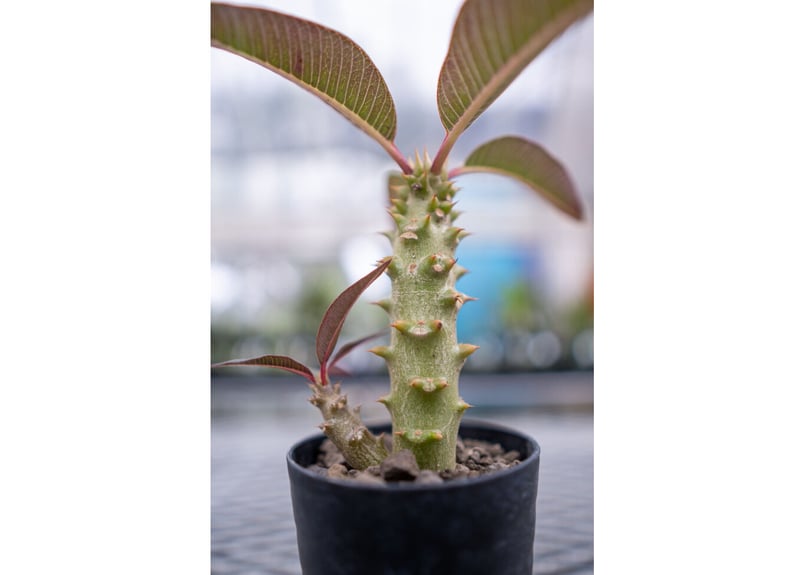 超希少 パキポディウム バロニー ダブルヘッド ツーヘッド 分頭 発根済 超希少 パキポディウム バロニー ダブルヘッド ツーヘッド 分頭