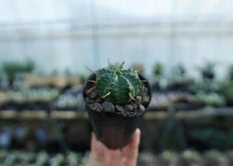 ユーフォルビア　バリダ　Euphorbia valida　No.2