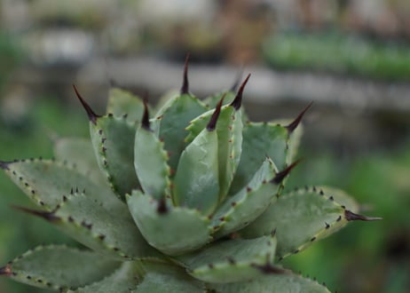 agave Potatorum×Macroacantha　”八荒雷神”　№7