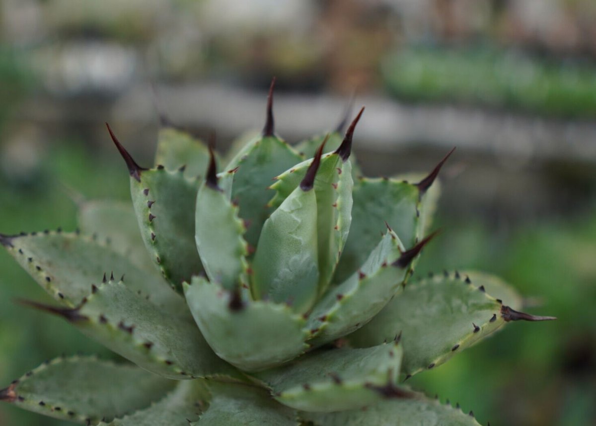 agave Potatorum×Macroacantha ”八荒雷神” №7 | mana's agave Potatorum×Macroacantha ”八荒雷神” №7 | mana's