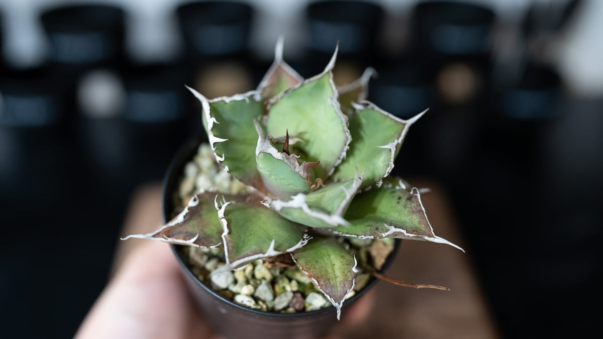 yuato チマラDENIM +アガベ子株 fit=scale-down,w=1200