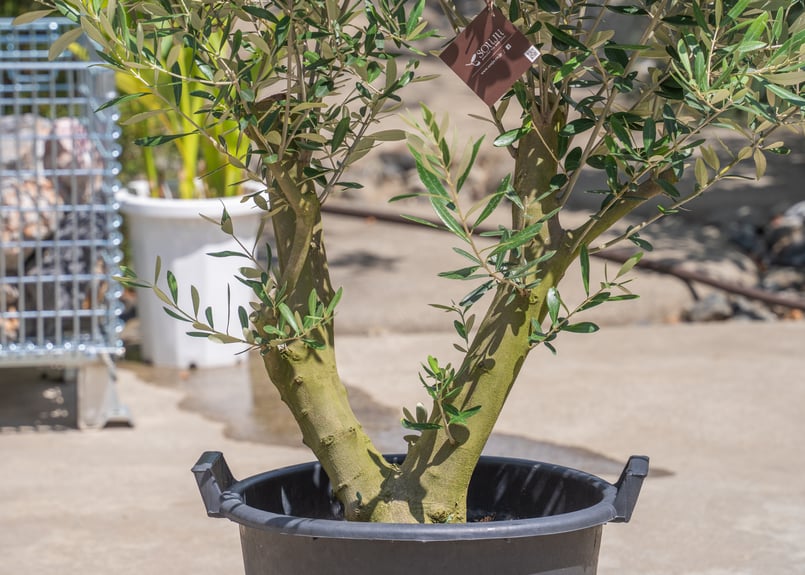 国産オリーブ ミッション No.12 | mana's farm:塊根植物・アガベ