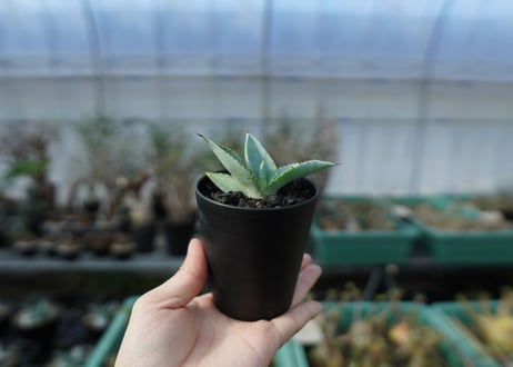 アガベ　ドラゴントゥース　Agave dragontoes　A14