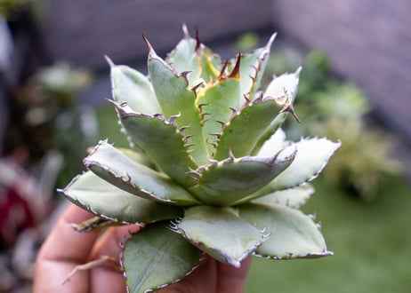Agave titanota Flligree NO.2