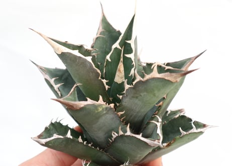 Agave titanota FO-76 dwarf  compacta  no.3