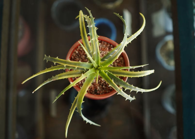 ディッキア アンダマン Dyckia 'Samed Rtp'(Andaman) | mana'