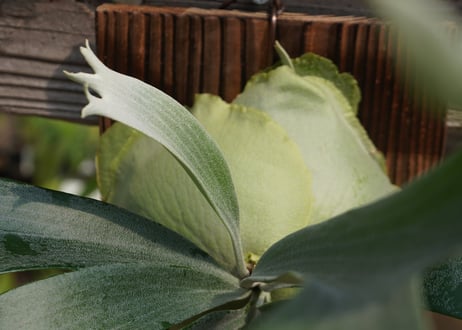 ビカクシダ  P. bifurcatum sp.white (TC)