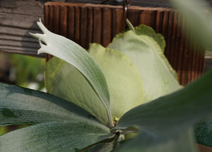 ビカクシダ P. bifurcatum sp.white (TC) | mana's far