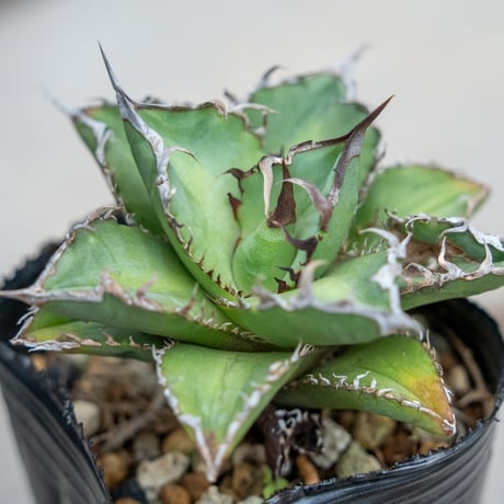 4月入荷 オテロイ 種子 9000粒 チタノタ アガベ アガベ：オテロイ（チタノタ FO-076 エフオーゼロナナロク）4.5