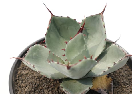 アガベ　パリー　トランカータ　Agave parryi truncata huntington  no.2