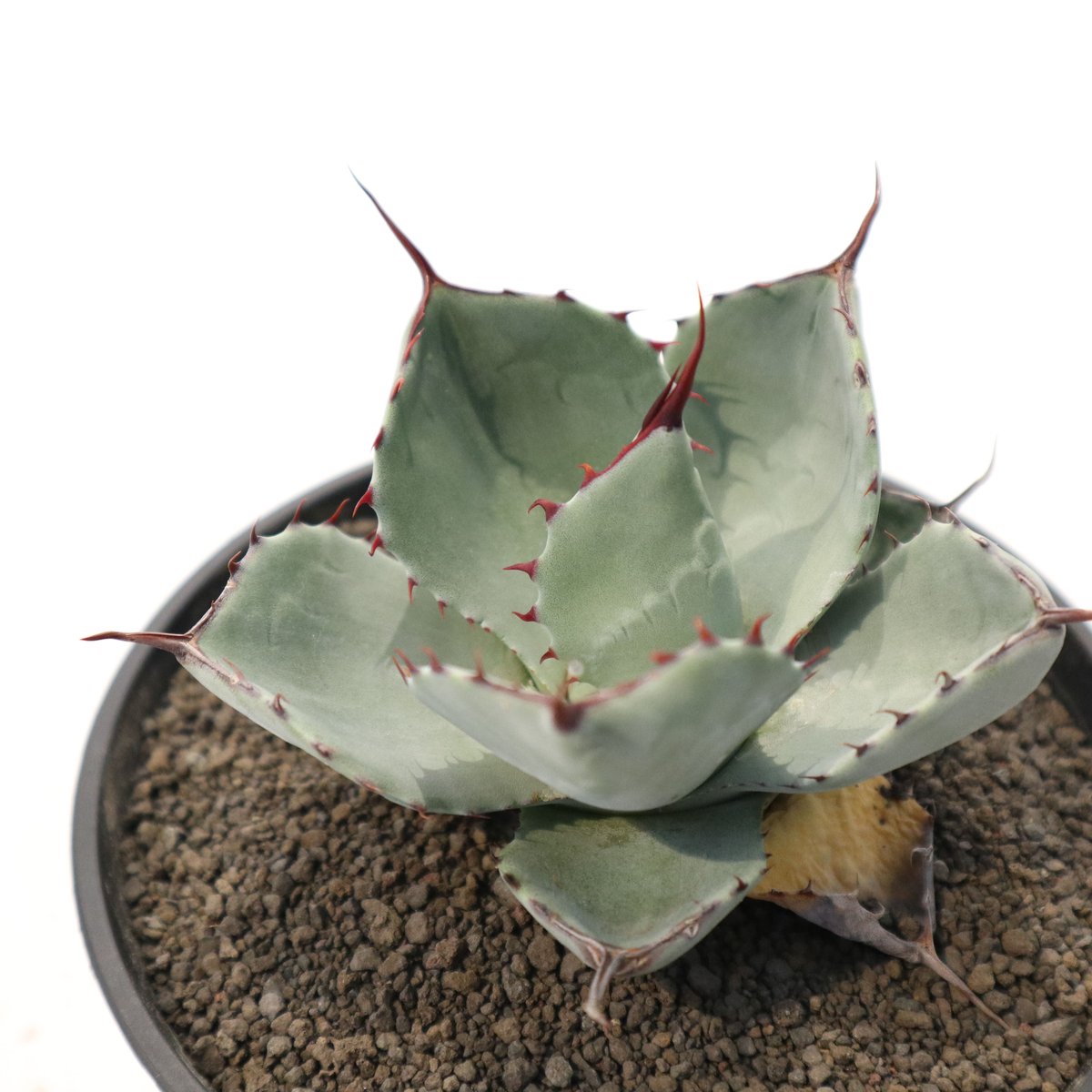 アガベ パリー トランカータ Agave parryi truncata huntington