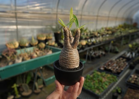 パキポディウム　グラキリス　 Pachypodium Gracilius  No.4