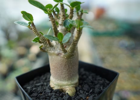 アデニウム　Adenium　No.4