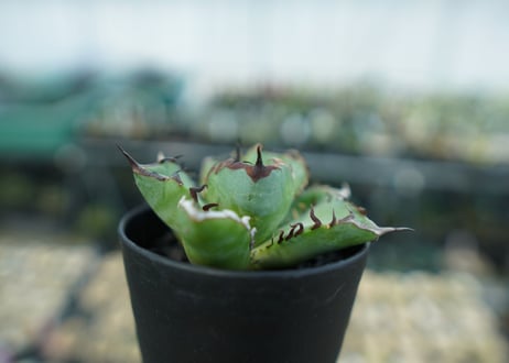 アガベ　チタノタ　黒鯨　Agave titanota black whales　No.6