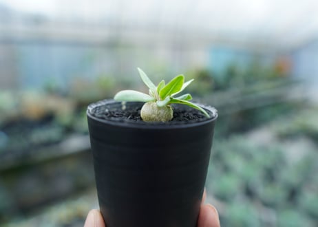 パキポディウム　恵比寿笑い　Pachypodium brevicaule　No.10