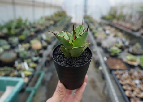 【抜き苗】アガベ　チタノタ　FO-76　Agave titanota FO-76