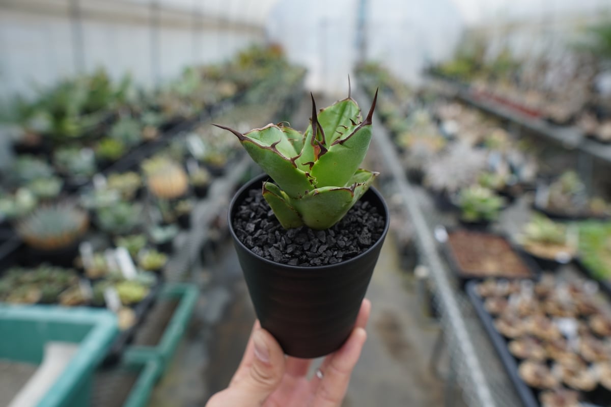 天*8様 【ボール型・特大スペシャル株】アガベ・チタノタ /抜き苗発送