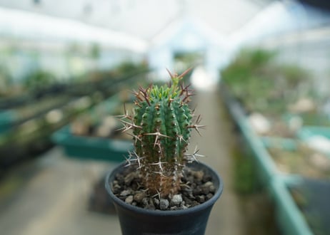 ユーフォルビア　群星冠　Euphorbia stellispina
