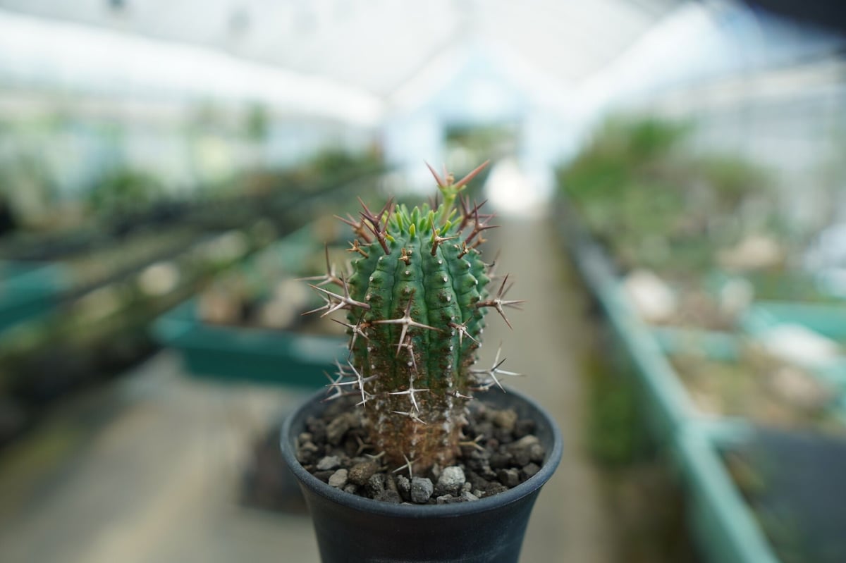 ユーフォルビア 群星冠 Euphorbia stellispina | mana's farm