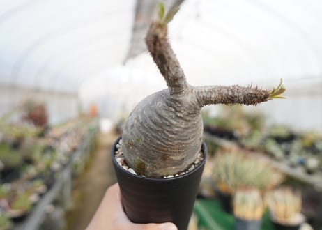 パキポディウム　グラキリス　 Pachypodium Gracilius