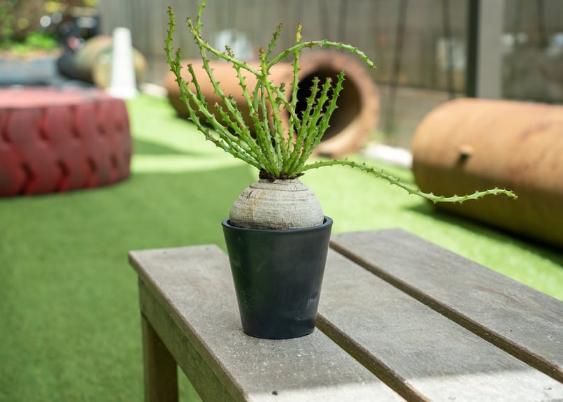 珍系貴重種ユーフォルビア デシドゥア 青臭 