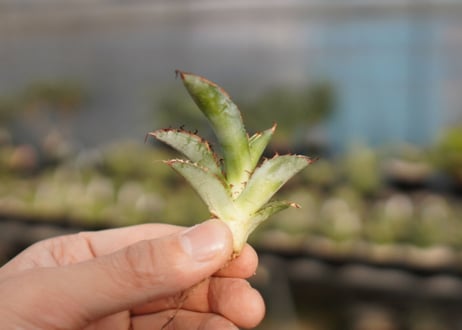 Agave titanota 'black and blue'　カキ子　No.5