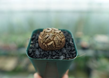 亀甲竜　Dioscorea elephantipes　No.2