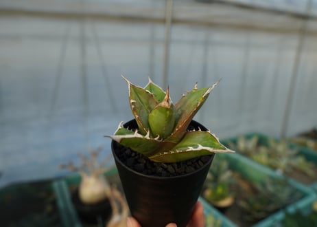 アガベ　チタノタ 　Agave titanota　No.5