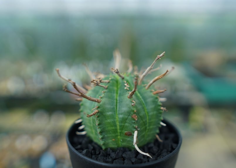 ユーフォルビア スーパーバリダ Euphorbia super valida | mana's