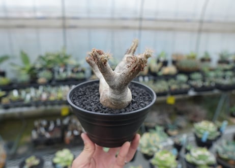パキポディウム マカイエンセ　Pachypodium makayense　No.6