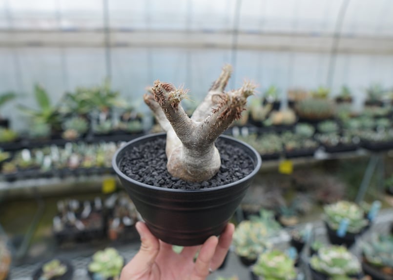 パキポディウム マカイエンセ Pachypodium makayense No.6 | man