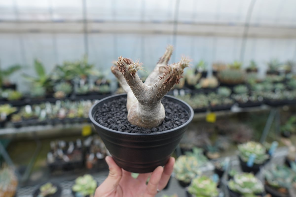 パキポディウム マカイエンセ Pachypodium makayense No.6 | man