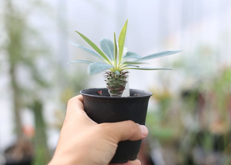 パキポディオイデス　現地球　発根済み ユーフォルビア パキポディオイデス 現地球 発根済 ザ・ファーム