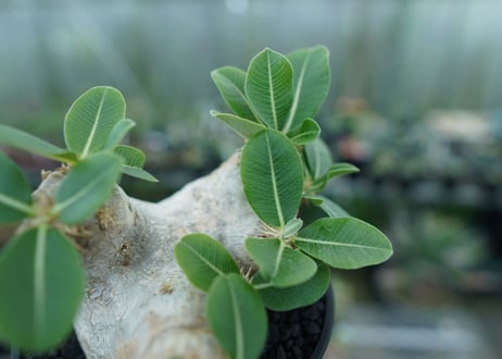 パキポディウム　エブレネウム　Pachypodium eburneum