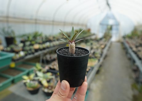 パキポディウム　グラキリス　 Pachypodium Gracilius  No.1