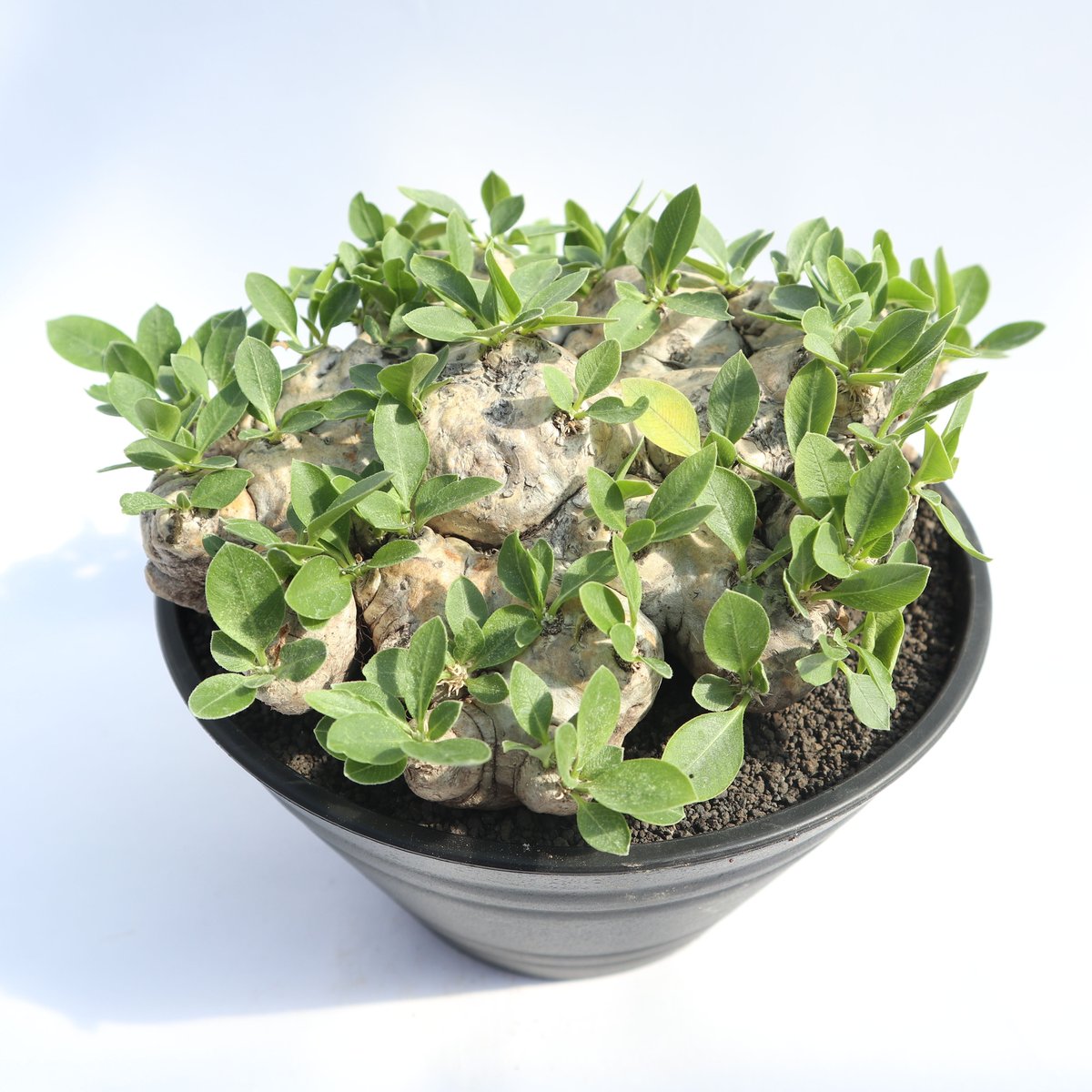 パキポディウム 恵比寿笑い no.2 | mana's farm:塊根植物