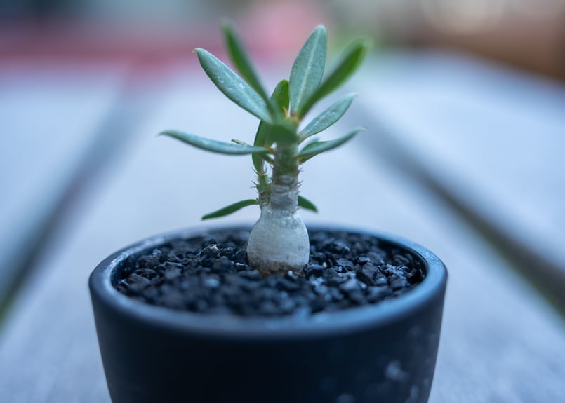 パキポディウム ビスピノーサム 沖縄実生 | mana's farm:塊根植物