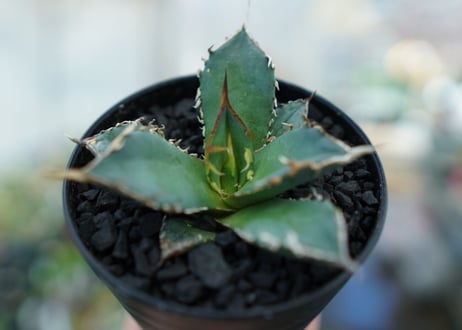 アガベ　チタノタ　FO-76　Agave titanota  FO-76　No.11